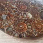 Plateau d’Ammonite Phyllocéras de Madagascar L’ammonite aiderait à l’accouchement, en particulier en diminuant les douleurs. Elle augmenterait l’endurance et la vitalité. Elle aiderait à résoudre les problèmes de pression artérielle, d’oreille, de poumons et de digestion. Diamètre 11 cm Epaisseur 0,5 cm environ Poids : 146 grammes
