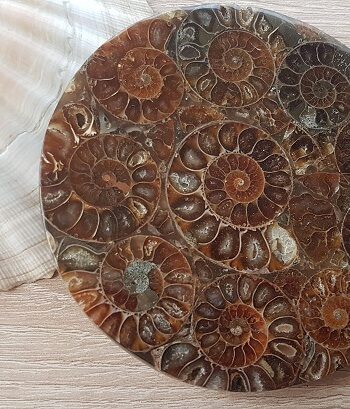 Plateau d’Ammonite Phyllocéras de Madagascar L’ammonite aiderait à l’accouchement, en particulier en diminuant les douleurs. Elle augmenterait l’endurance et la vitalité. Elle aiderait à résoudre les problèmes de pression artérielle, d’oreille, de poumons et de digestion. Diamètre 11 cm Epaisseur 0,5 cm environ Poids : 146 grammes