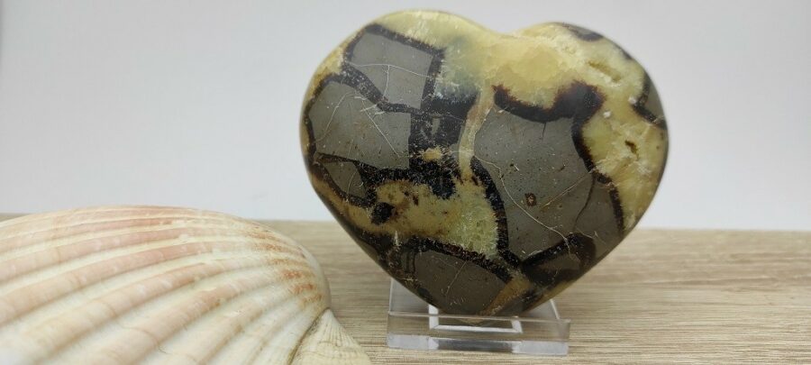 Coeur de Protection et de Guérison Septaria En Forme de Coeur . Poids : 340 g Tailles : 90x80x30mm Les minéraux en forme de coeur sont intemporels et reflètent le bonheur, la joie, la patience et l’amour qui habite en chacun de nous. Porter ou utiliser des cristaux en forme du cœur ouvre l’esprit. Cela aide votre corps à ressentir et à savoir ce que veut votre cœur.