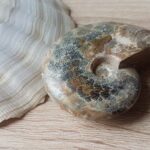 Ammonite Phylloceras de Madagascar