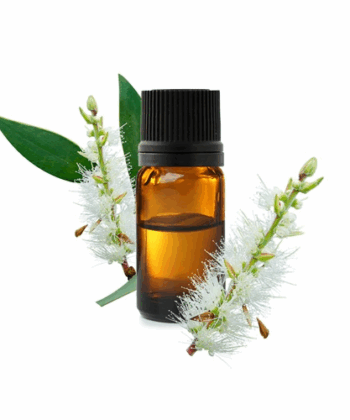 n aromathérapie, l'huile essentielle de Niaouli est utilisée comme remède naturel depuis des siècles comme panacée traditionnelle en raison de ses propriétés antibactériennes et antiseptiques naturelles. Le Niaouli est une huile essentielle naturellement stimulante, particulièrement efficace dans le traitement des problèmes respiratoires. Lorsqu'elle est utilisée dans les formulations de soins de la peau, l'huile essentielle de Niaouli est un ingrédient purifiant, ce qui la rend particulièrement utile pour les infections cutanées. Le niaouli est également bon pour les peaux grasses, les imperfections, les brûlures, les coupures, les piqûres d'insectes et autres problèmes de peau. L'huile essentielle de Niaouli peut être considérée comme une version plus douce de l'huile d'arbre à thé. C'est aussi bon pour la peau. Tous les types de peau peuvent bénéficier des propriétés cicatrisantes, nettoyantes et régénérantes de cette huile essentielle. Ses propriétés antiseptiques naturelles lui permettent également de purifier les pores. Enfin, les propriétés régénératrices du Niaouli aident à stimuler le renouvellement cellulaire de la peau, aidant à revitaliser les teints fatigués et ternes. Lorsque le Niaouli est utilisé dans le cadre de l'aromathérapie, il aide à détendre l'esprit, à élever l'esprit et à améliorer la concentration.