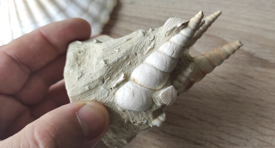 Turritelles dressées sur gangue ( Fossile )