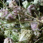 Huile essentielle CAROTTE SAUVAGE