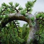 Huile Essentielle de CEDRE DE L’ATLAS Bio