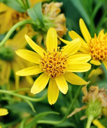 Le macérât huileux d'arnica est un élément essentiel pour soulager les petits tracas quotidiens. Connu pour son utilité auprès des athlètes, il est bénéfique pour les soins pré et post exercice. On le reconnait aussi pour sa capacité à stimuler la circulation. Notre macérat huileux d'Arnica biologique provient de France. Nos producteurs procèdent à la macération des fleurs fraîches d'Arnica (Arnica montana L.) dans une huile de Tournesol BIO, directement sur le site. Nos macérats huileux sont emballés dans des bouteilles en verre opaque, robustes et réutilisables. Origines et Traçabilités :  Nom : MH ARNICA Montana CBIO  TCos Procédé d'obtention : Macération des fleurs ou des parties aériennes fraîches et/ou sèches de fleurs d'arnica dans de l'huile de tournesol biologique désodorisée. (PFVRELARNI18) Macérât huileux d'Arnica CBIO Pays d'origine : France. Lot : 149075 Point Eclair : >91°C DDM : 01/2026  Initial Nom INCI : Helianthus annuus seed oil Qualité : - Certifié par Ecocert Greenlife selon le référentiel COSMOS - Sans ajout de conservateurs, sans aucun traitement chimique.  Sans additif - Cosmétique CBio* - Conditionné par nos soins à Caluire et Cuire (69300), Sérézin du Rhône (69360) et Le Mayet de Montagne (03250) Culture : Biologique, 100% des ingrédients sont issus de l’agriculture biologique. Procédé de fabrication contrôlé. Caractéristiques certifiées par Bureau Veritas Certification France. Eco Cert.