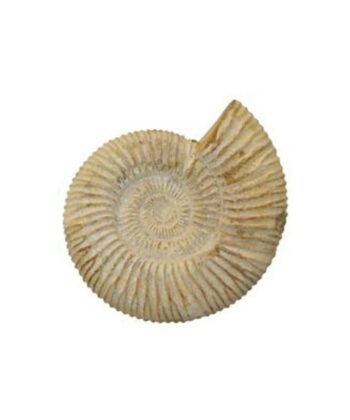 Ammonites brutes blanches Les ammonites sont des animaux marins, sous classe éteinte des mollusques céphalopodes. Elles se caractérisaient par une coquille univalve plus ou moins enroulée, dont seule la dernière loge était occupée par l'animal. Les ammonites "divisosphinctes (Perisphinctes)" apparaissent au Jurassique supérieur (oxfordien) (entre 157 à 163 millions d'années) Provenance : Tulear - Madagascar