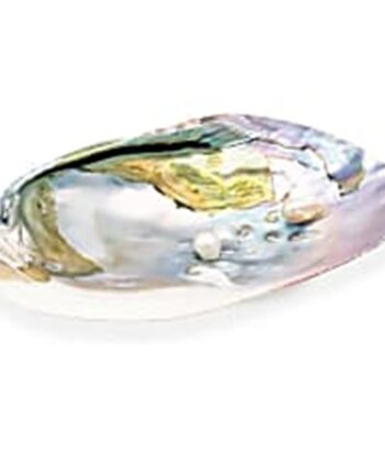Perle ou Pierre du bénitier ou white shell . Coquillage vivant au bord de la mer rouge , dans l'océan Indien et dans le pacifique, il donne naissance à une perle qui peut devenir énorme, et très blanche qui ressemble à une porcelaine extra. Cette nacre d'une très grande pureté, est un excellent porte-bonheur. Cette Perle est considéré par les bouddhistes comme un des 7 trésors du Sutra du Lotus. Parfois c'est en sculptant le Tridacna que sont obtenues les perles. Le White Shell stabilise l’humeur, élimine les pensées négatives, équilibre le mental et le physique, détend les nerfs et aide en cas d’insomnie. Il améliore le champs magnétique du corps, dissout les contrariétés, augmente la sagesse et protège son porteur.