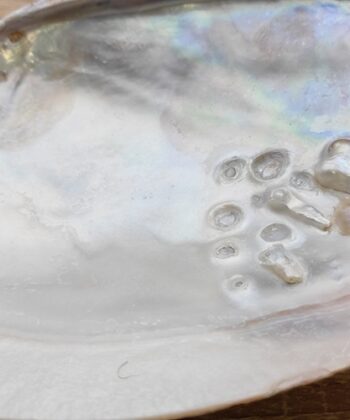 La nacre a connu depuis des siècles son puissant effet de purification et d'élévation. Donc, le pouvoir du coquillage est dans la nacre. C'est pourquoi ce type de coquillages est souvent utilisé pour brûler la sauge blanche et ainsi purifier l'aura ou l'espace de vie de quelqu'un. Si vous utilisez le coquillage à cet effet, mettez du sable dedans pour éviter qu'il ne soit trop chaud. Ce coquillage est également ravissant pour y garder vos bijoux ou tout autre objet précieux. Attention: il peut arriver que la perle de ce coquillage ne soit pas complètement développée. Taille cm : 15-16 cm parfois un peu plus. Poids grammes : 110 gr Matière première : Coquille Poids total gr. :  119 gr Pays d'origine : Chine Les motifs et couleurs peuvent varier d’une pierre à une autre. Les minéraux vendus sont tous uniques. Photos contractuelles de produits en vente qui ont servi de modèles. Nous contacter pour recevoir des photos et descriptifs détaillés des pierres , géodes, nodules ou autres minéraux en stock de la même famille que le minéral présenté ici.  Les Photos présentées sont la propriété exclusive de Chris-Thérapies.