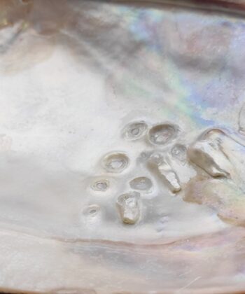 La nacre a connu depuis des siècles son puissant effet de purification et d'élévation. Donc, le pouvoir du coquillage est dans la nacre. C'est pourquoi ce type de coquillages est souvent utilisé pour brûler la sauge blanche et ainsi purifier l'aura ou l'espace de vie de quelqu'un. Si vous utilisez le coquillage à cet effet, mettez du sable dedans pour éviter qu'il ne soit trop chaud. Ce coquillage est également ravissant pour y garder vos bijoux ou tout autre objet précieux. Attention: il peut arriver que la perle de ce coquillage ne soit pas complètement développée. Taille cm : 15-16 cm parfois un peu plus. Poids grammes : 110 gr Matière première : Coquille Poids total gr. :  119 gr Pays d'origine : Chine Les motifs et couleurs peuvent varier d’une pierre à une autre. Les minéraux vendus sont tous uniques. Photos contractuelles de produits en vente qui ont servi de modèles. Nous contacter pour recevoir des photos et descriptifs détaillés des pierres , géodes, nodules ou autres minéraux en stock de la même famille que le minéral présenté ici.  Les Photos présentées sont la propriété exclusive de Chris-Thérapies.
