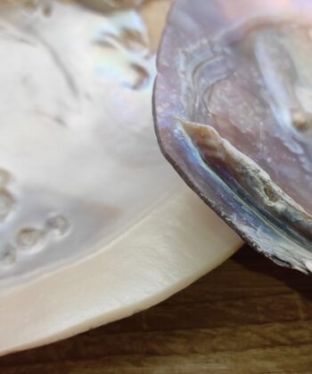 La nacre a connu depuis des siècles son puissant effet de purification et d'élévation. Donc, le pouvoir du coquillage est dans la nacre. C'est pourquoi ce type de coquillages est souvent utilisé pour brûler la sauge blanche et ainsi purifier l'aura ou l'espace de vie de quelqu'un. Si vous utilisez le coquillage à cet effet, mettez du sable dedans pour éviter qu'il ne soit trop chaud. Ce coquillage est également ravissant pour y garder vos bijoux ou tout autre objet précieux. Attention: il peut arriver que la perle de ce coquillage ne soit pas complètement développée. Taille cm : 15-16 cm parfois un peu plus. Poids grammes : 110 gr Matière première : Coquille Poids total gr. :  119 gr Pays d'origine : Chine Les motifs et couleurs peuvent varier d’une pierre à une autre. Les minéraux vendus sont tous uniques. Photos contractuelles de produits en vente qui ont servi de modèles. Nous contacter pour recevoir des photos et descriptifs détaillés des pierres , géodes, nodules ou autres minéraux en stock de la même famille que le minéral présenté ici.  Les Photos présentées sont la propriété exclusive de Chris-Thérapies.