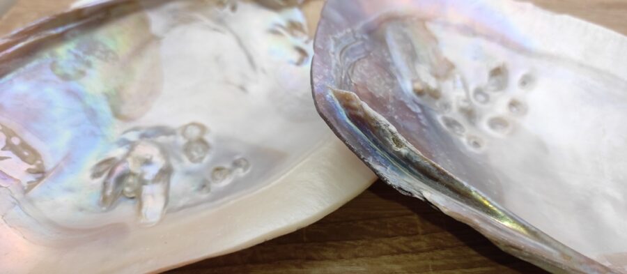 La nacre a connu depuis des siècles son puissant effet de purification et d'élévation. Donc, le pouvoir du coquillage est dans la nacre. C'est pourquoi ce type de coquillages est souvent utilisé pour brûler la sauge blanche et ainsi purifier l'aura ou l'espace de vie de quelqu'un. Si vous utilisez le coquillage à cet effet, mettez du sable dedans pour éviter qu'il ne soit trop chaud. Ce coquillage est également ravissant pour y garder vos bijoux ou tout autre objet précieux. Attention: il peut arriver que la perle de ce coquillage ne soit pas complètement développée. Taille cm : 15-16 cm parfois un peu plus. Poids grammes : 110 gr Matière première : Coquille Poids total gr. :  119 gr Pays d'origine : Chine Les motifs et couleurs peuvent varier d’une pierre à une autre. Les minéraux vendus sont tous uniques. Photos contractuelles de produits en vente qui ont servi de modèles. Nous contacter pour recevoir des photos et descriptifs détaillés des pierres , géodes, nodules ou autres minéraux en stock de la même famille que le minéral présenté ici.  Les Photos présentées sont la propriété exclusive de Chris-Thérapies.