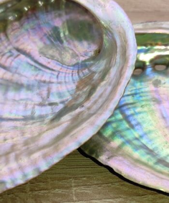 Coquille d'Ormeau vert Haliotis Fulgens