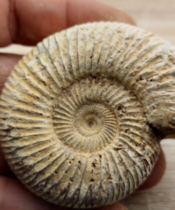 Ammonites brutes blanches - Madagascar